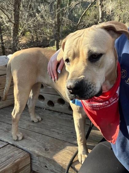 Lady( in foster), a Adoptable mixed breed in San Marcos, TX image 3/3