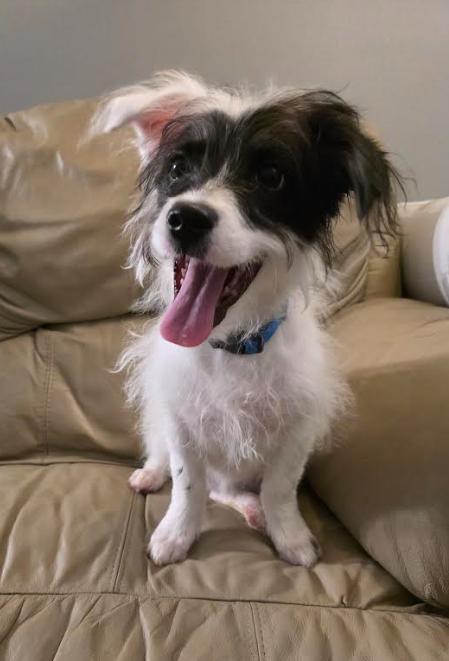 Enlarge Elsie, a Adoptable mixed breed in Chicago, IL image 1/5