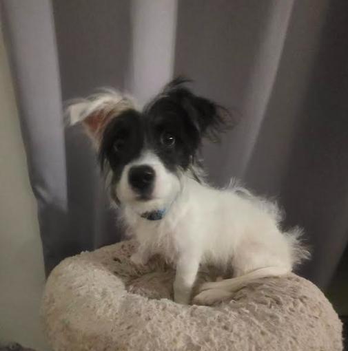 Enlarge Elsie, a Adoptable mixed breed in Chicago, IL image 2/5