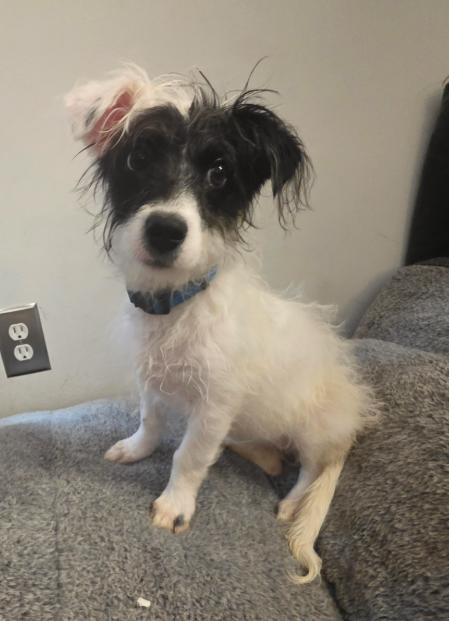 Enlarge Elsie, a Adoptable mixed breed in Chicago, IL image 3/5