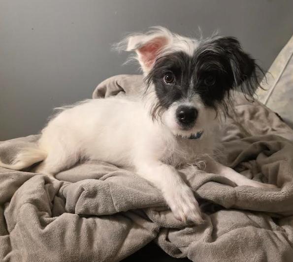 Enlarge Elsie, a Adoptable mixed breed in Chicago, IL image 4/5