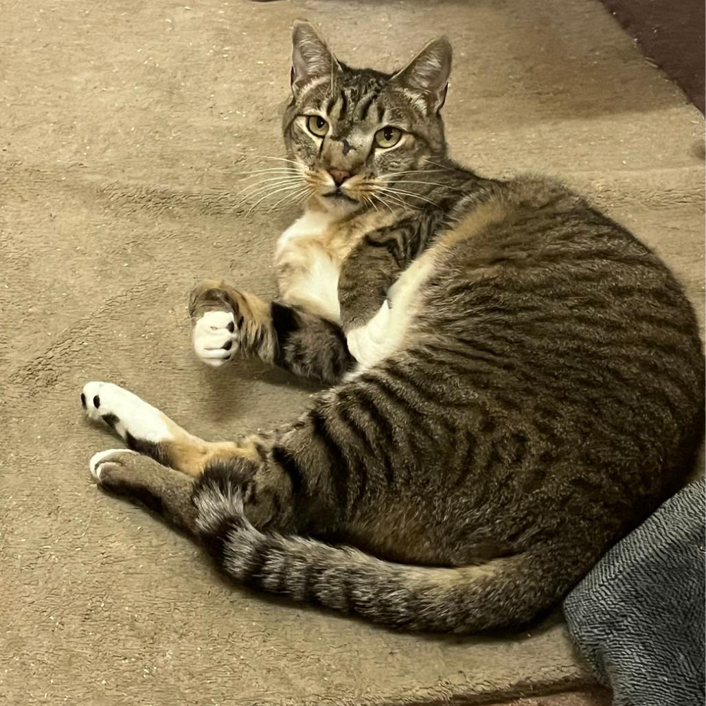 Squidward, Adoptable, Adult Male Domestic Short Hair.