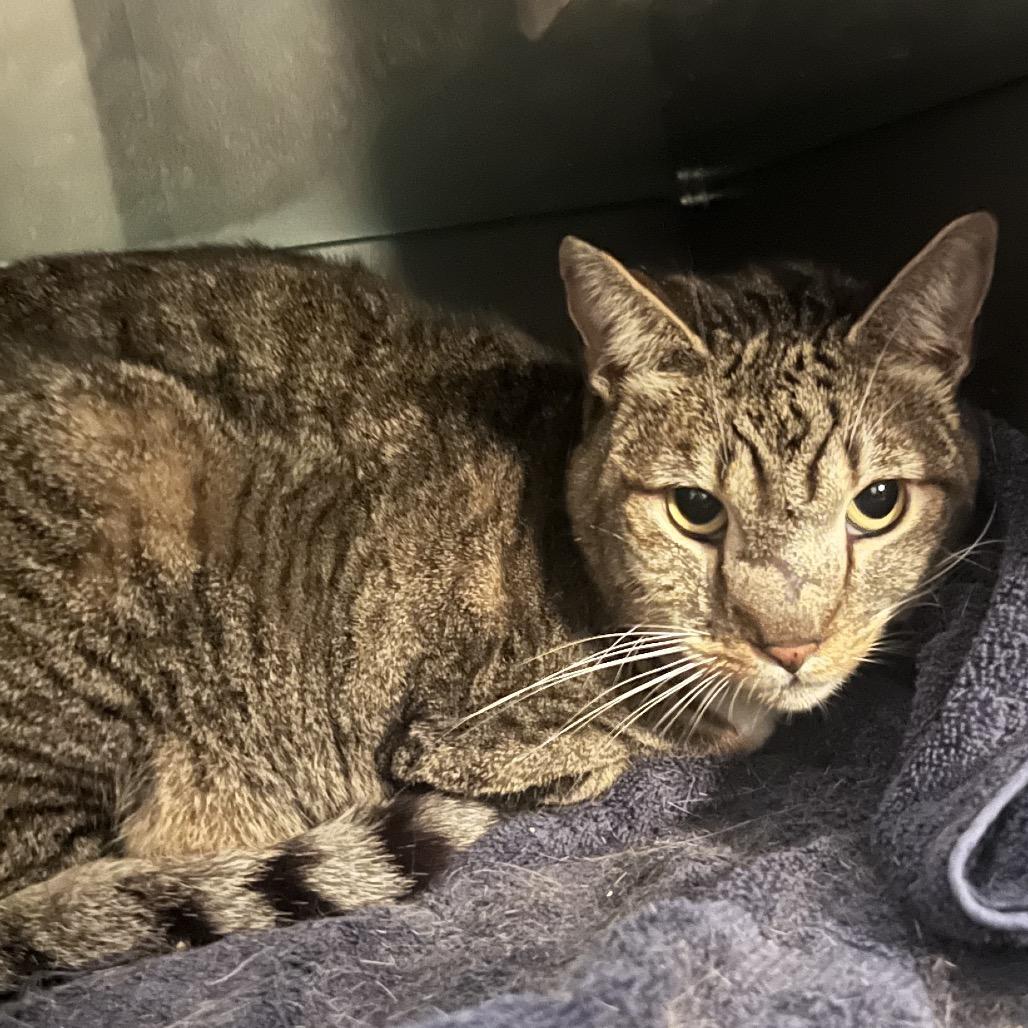 Squidward, a Adoptable Domestic Short Hair in Los Angeles, CA image 1/6