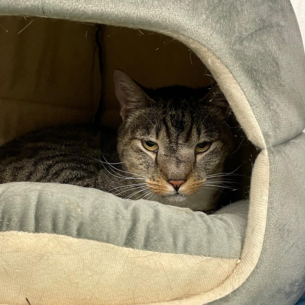 Squidward, a Adoptable Domestic Short Hair in Los Angeles, CA image 2/6