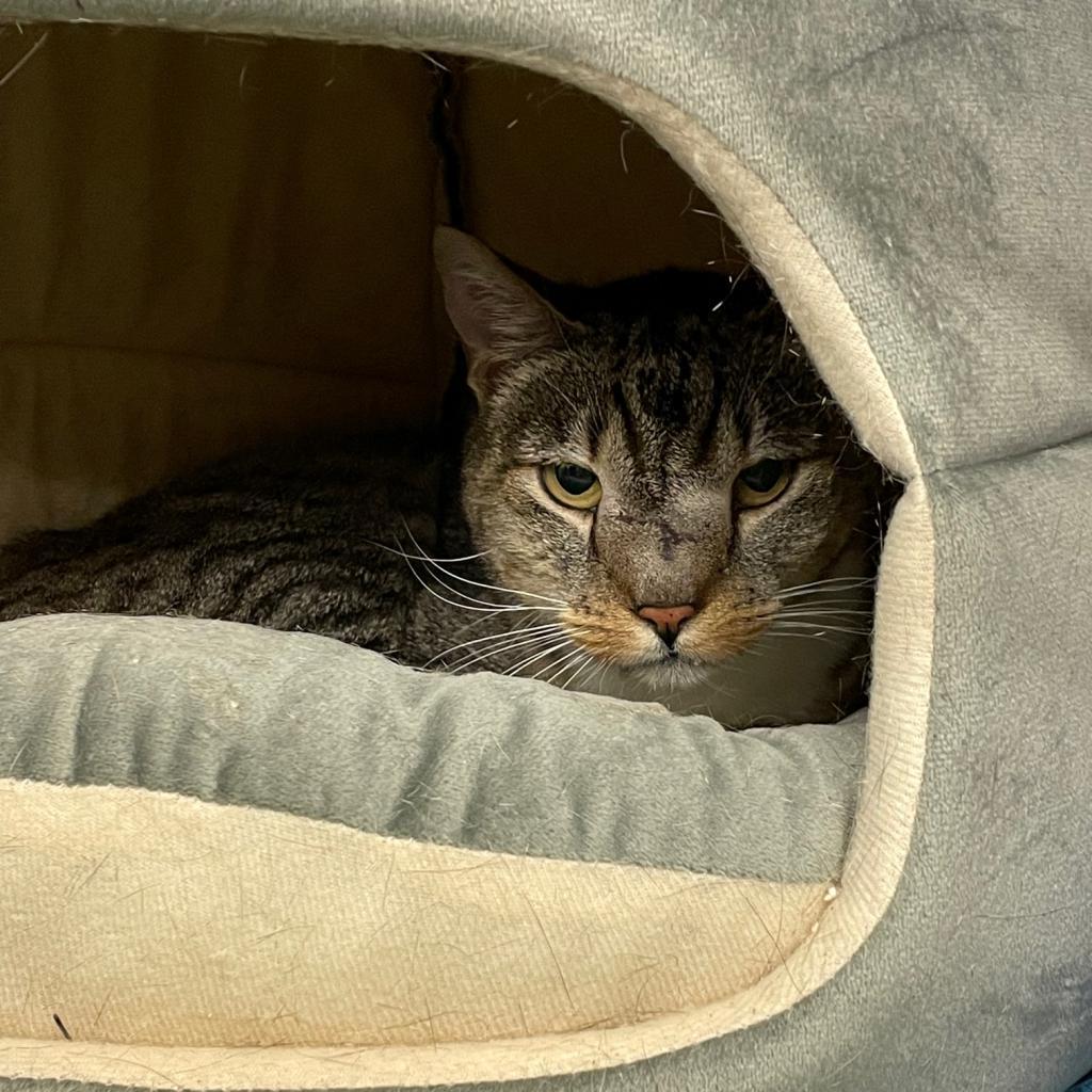 Squidward, a Adoptable Domestic Short Hair in Los Angeles, CA image 3/6