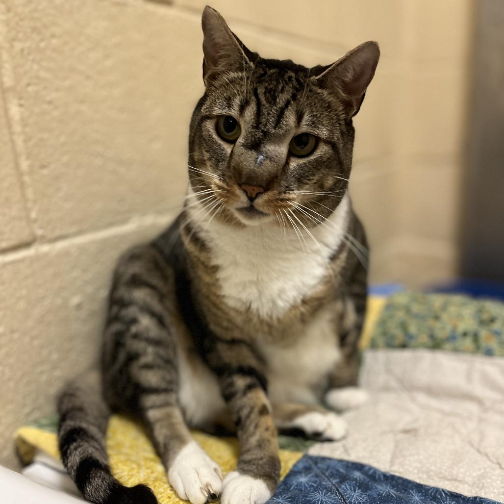 Squidward, a Adoptable Domestic Short Hair in Los Angeles, CA image 4/6