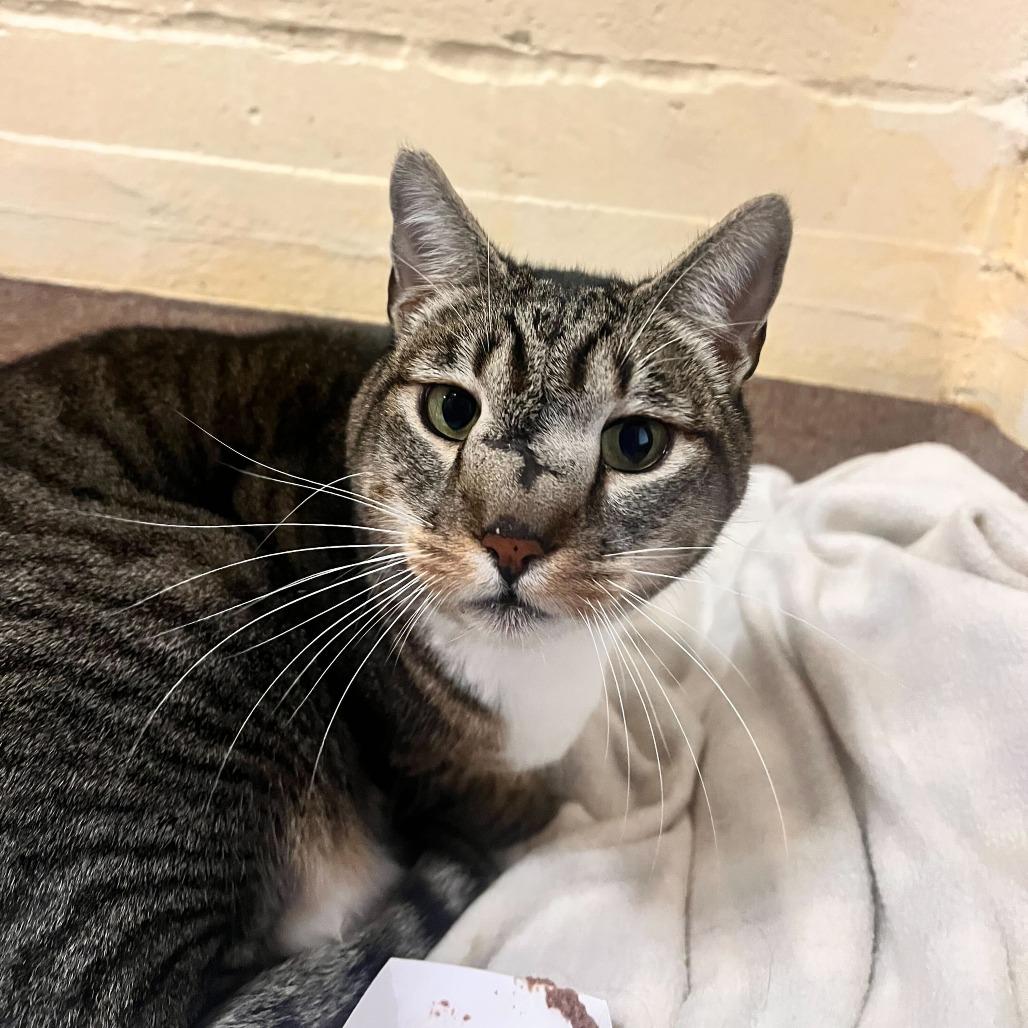 Squidward, a Adoptable Domestic Short Hair in Los Angeles, CA image 5/6