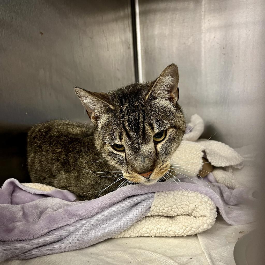 Squidward, a Adoptable Domestic Short Hair in Los Angeles, CA image 6/6