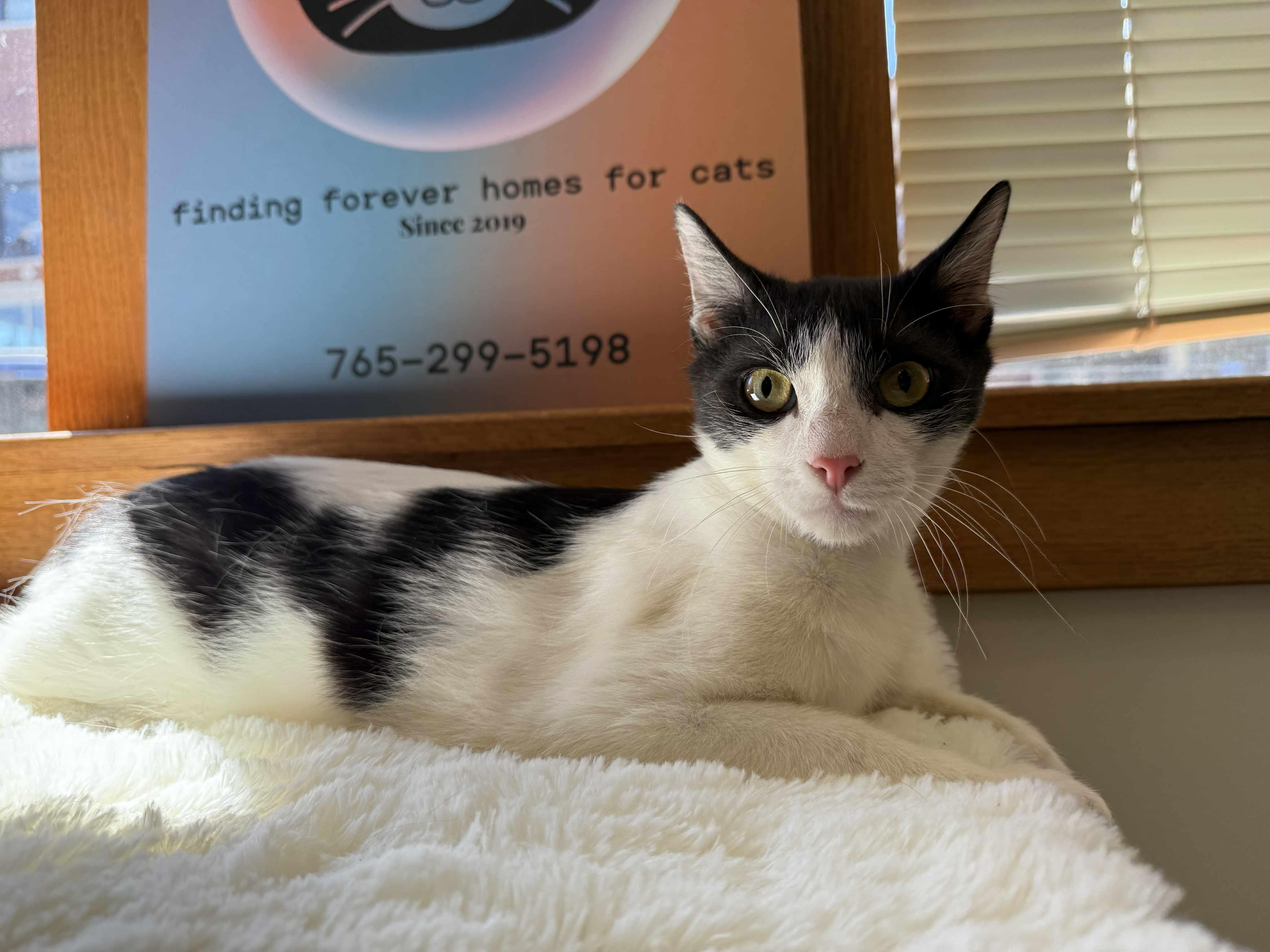 Mcmuffin , a ADOPTABLE Domestic Short Hair in West Lafayette, IN image 3/5