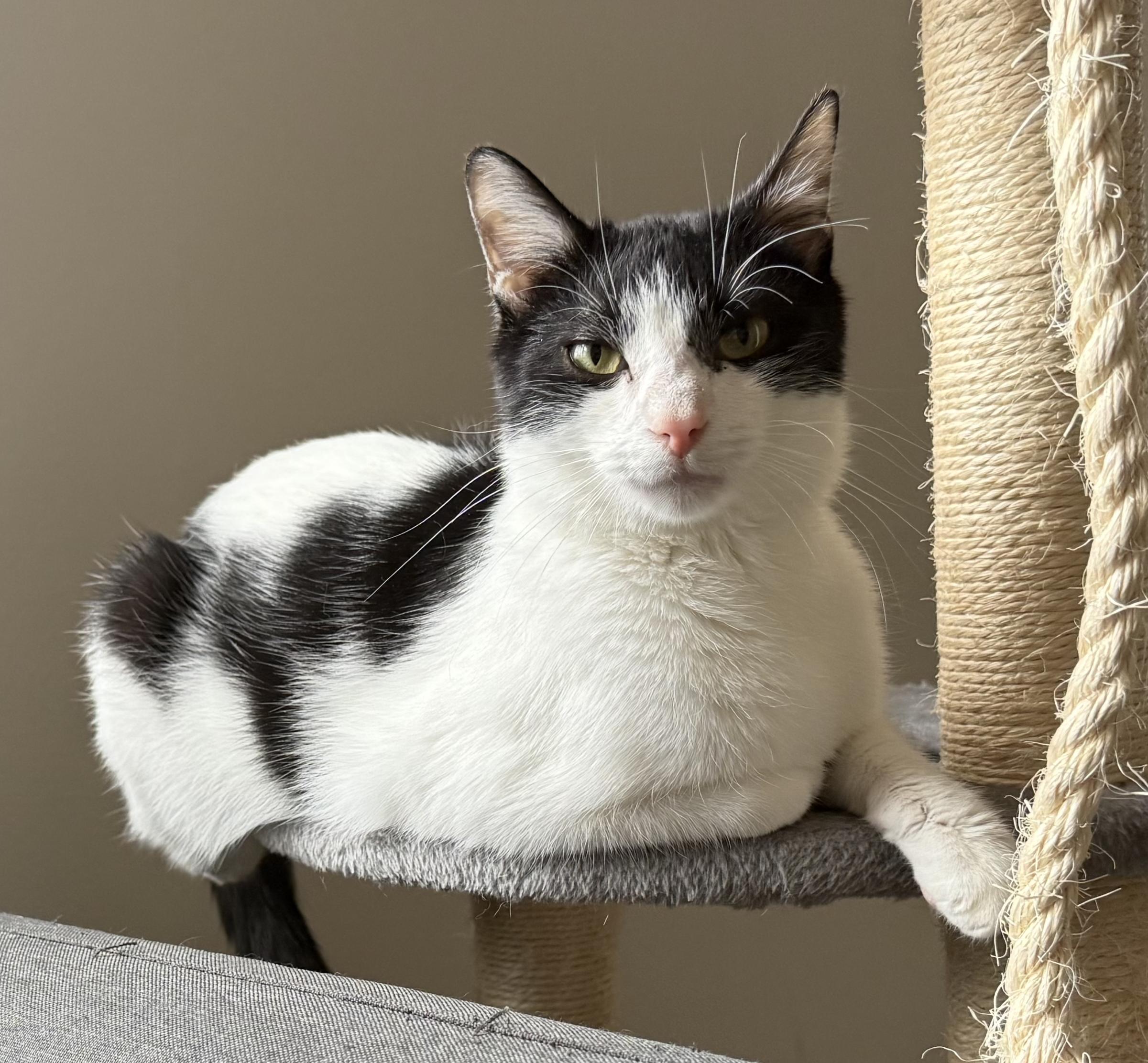 Mcmuffin , ADOPTABLE, Young Male Domestic Short Hair.