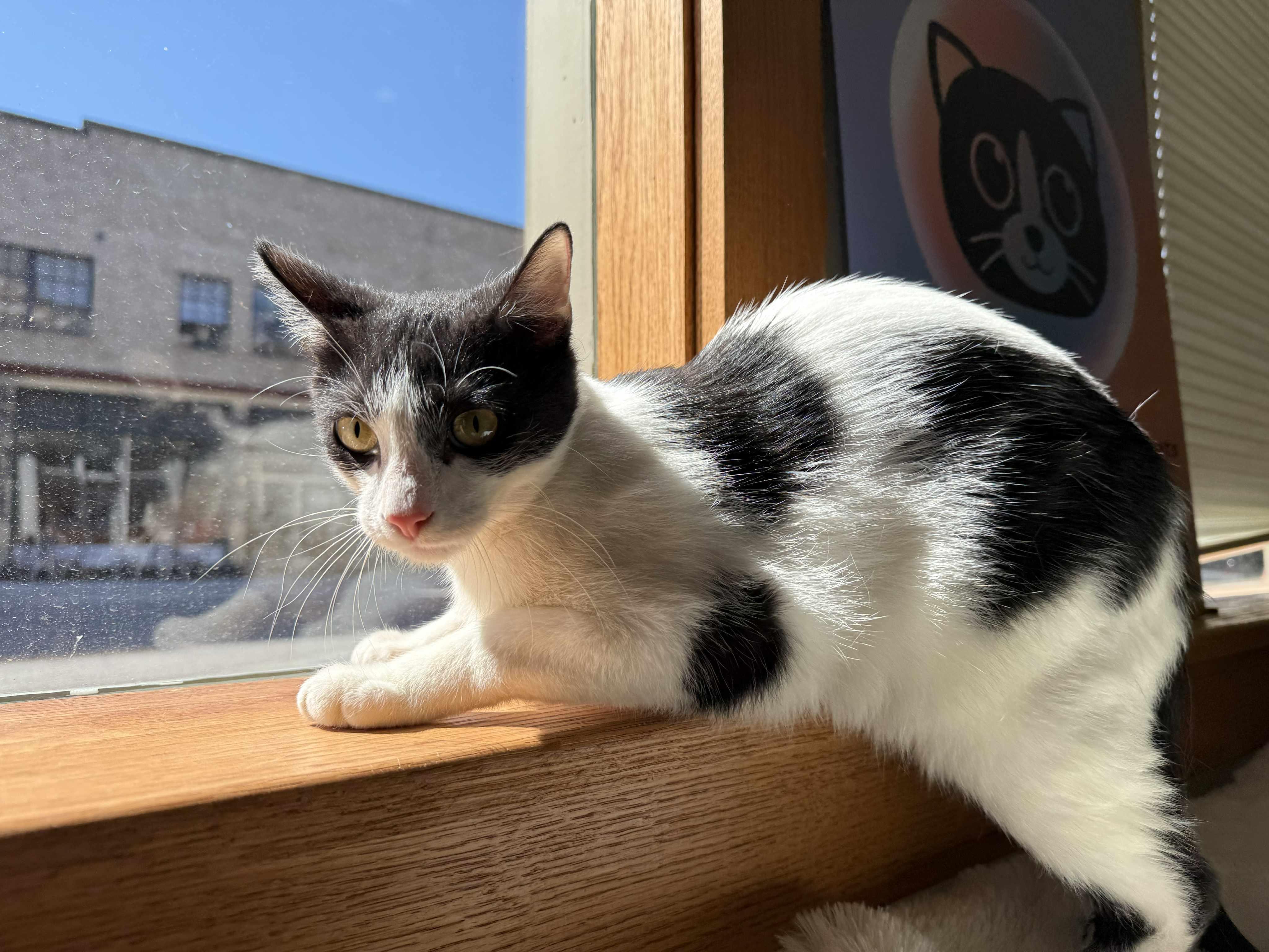 Mcmuffin , a ADOPTABLE Domestic Short Hair in West Lafayette, IN image 4/5