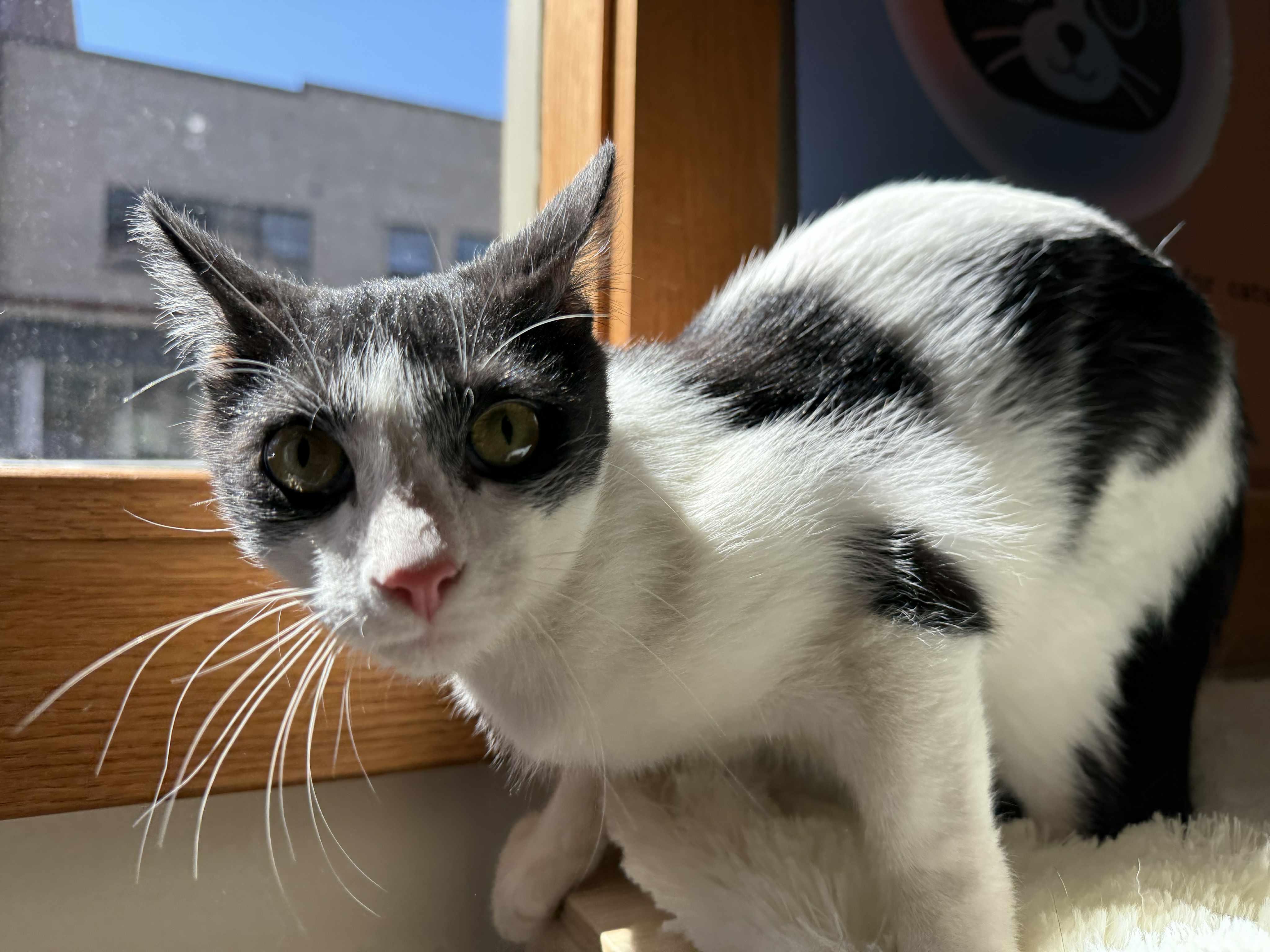 Mcmuffin , a ADOPTABLE Domestic Short Hair in West Lafayette, IN image 2/5