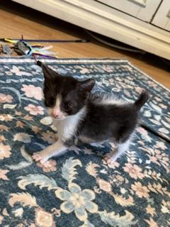 Ramen, Adoptable, Kitten Female Domestic Short Hair.