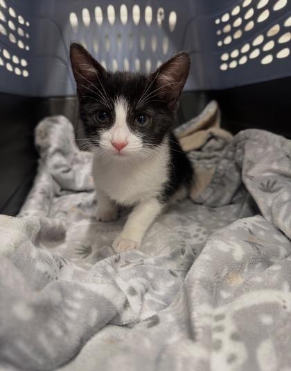 Ramen, a Adoptable mixed breed in Covington, LA image 2/2