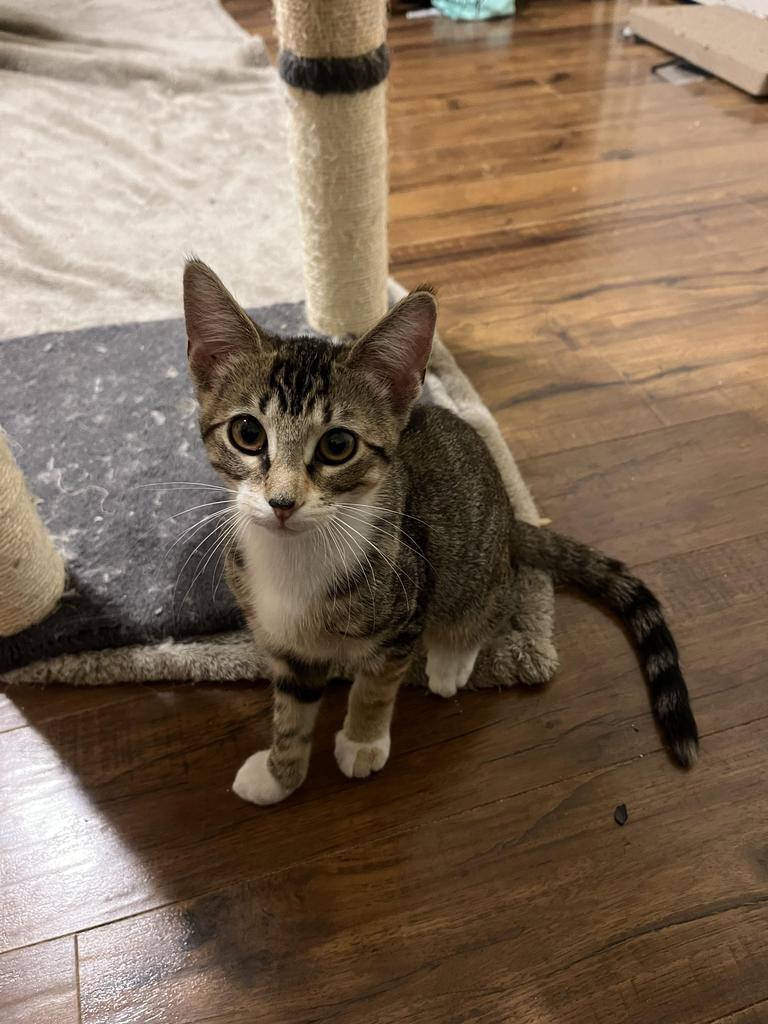 Little Phoebe, a Adopted mixed breed in Raleigh, NC image 2/4