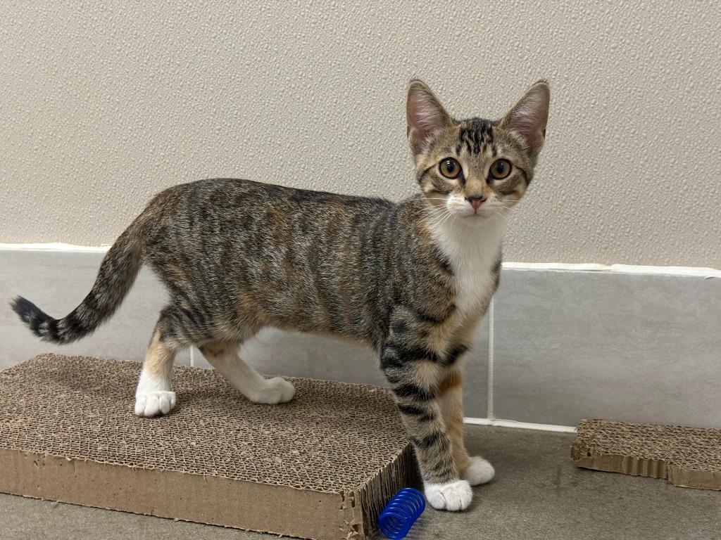 Little Phoebe, a Adopted mixed breed in Raleigh, NC image 4/4
