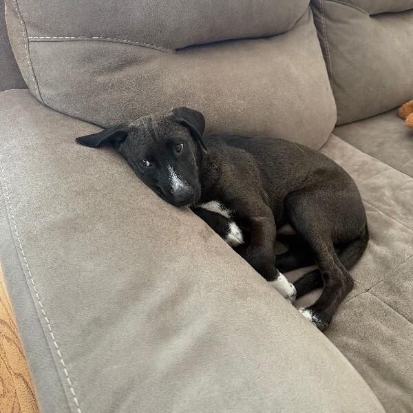 Kumquat Citrus — thumbnail 2