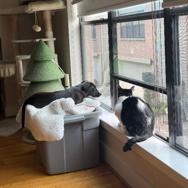 Kumquat Citrus — thumbnail 4