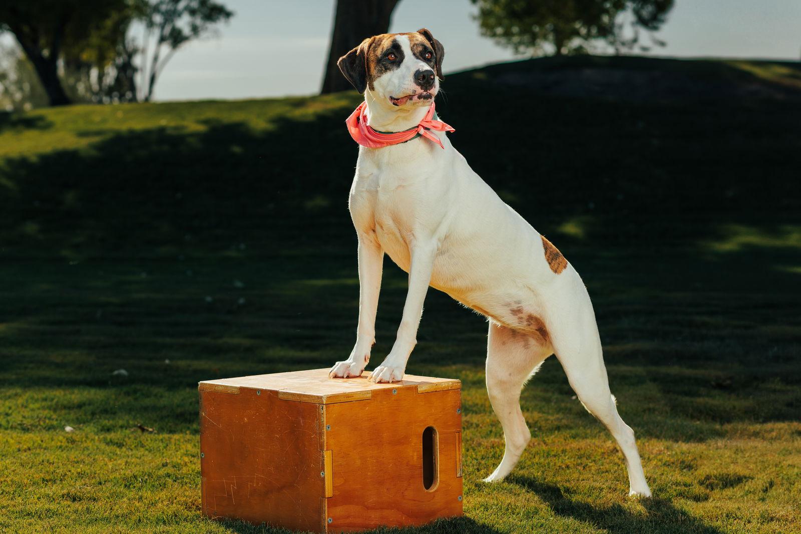 LAUREL, a Adoptable Treeing Walker Coonhound in Chandler, AZ image 1/3
