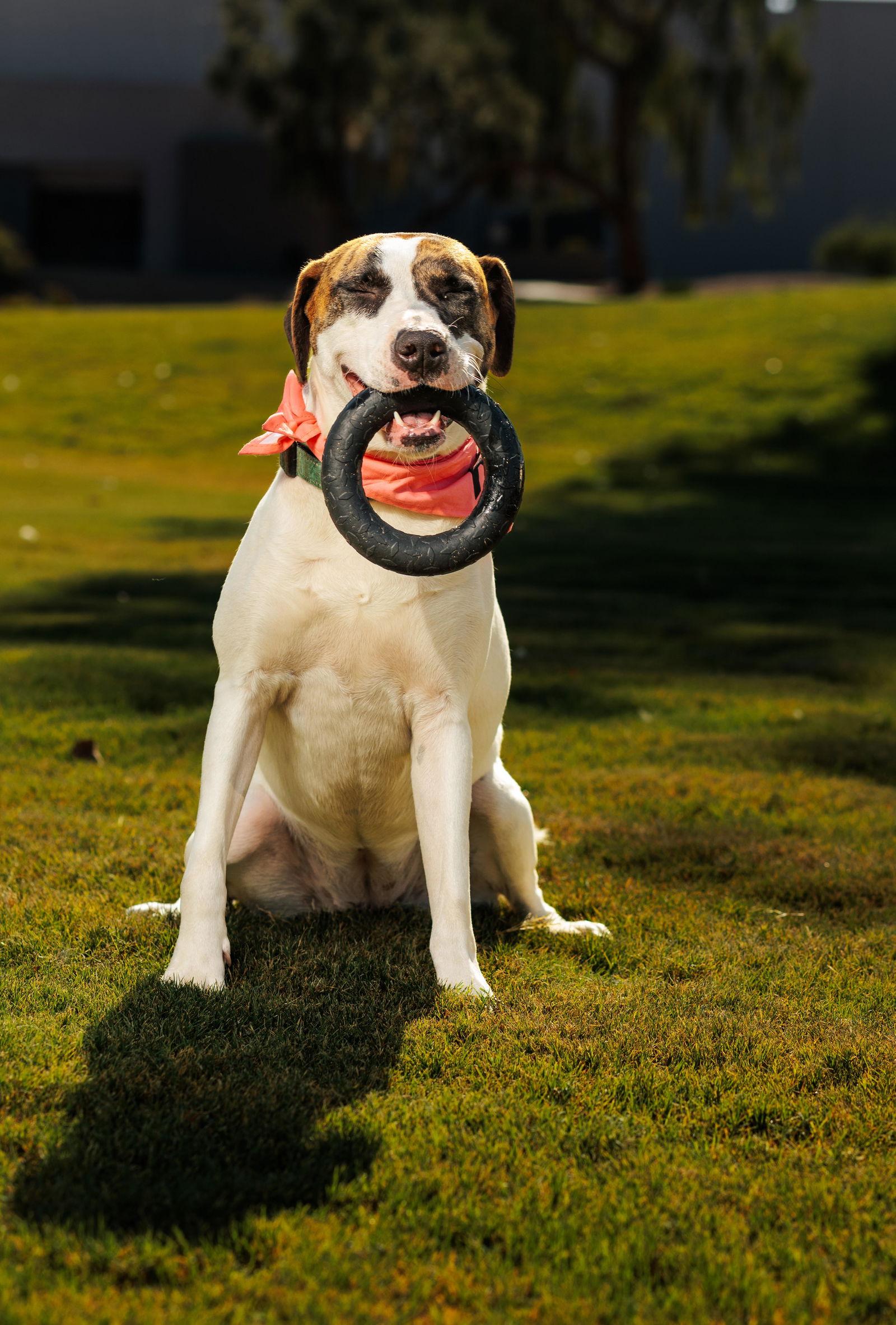 LAUREL, a Adoptable Treeing Walker Coonhound in Chandler, AZ image 2/3