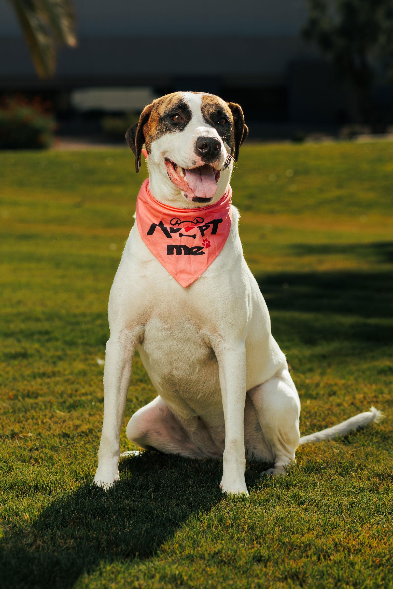 LAUREL, a Adoptable Treeing Walker Coonhound in Chandler, AZ image 3/3