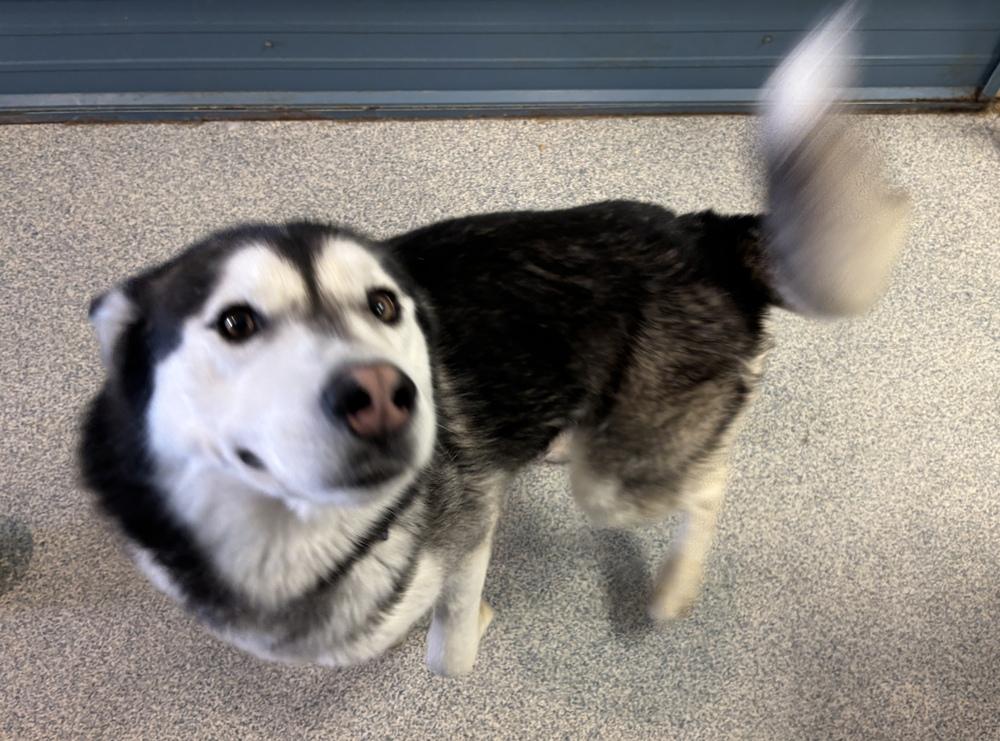 Timber, Adoptable, Adult Male Husky.
