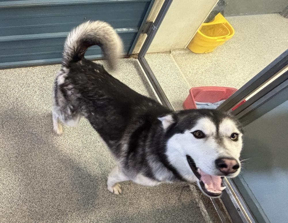 Enlarge Timber, a Adoptable mixed breed in Bartlesville, OK image 3/3