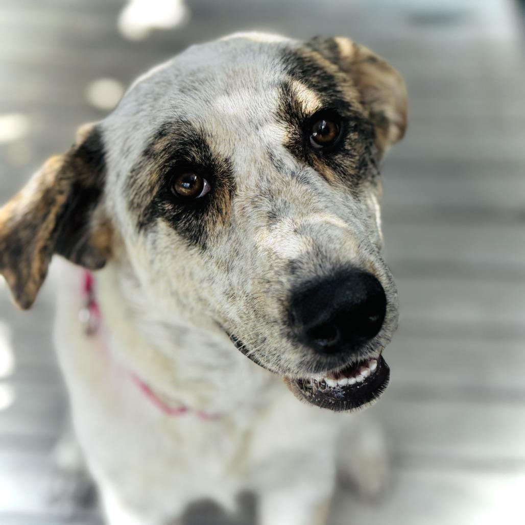 Cypress, Adoptable, Adult Female Collie & Mixed Breed.