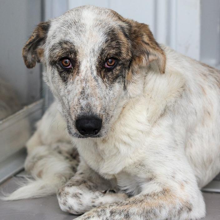 Cypress, a Adoptable mixed breed in Bradenton, FL image 2/3