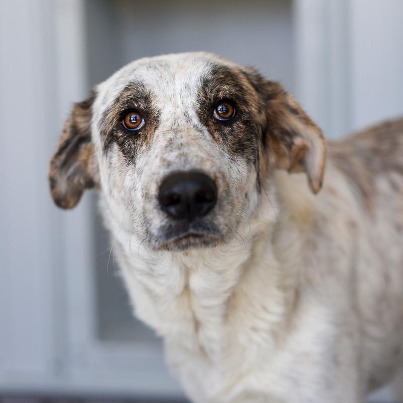 Cypress, a Adoptable mixed breed in Bradenton, FL image 3/3