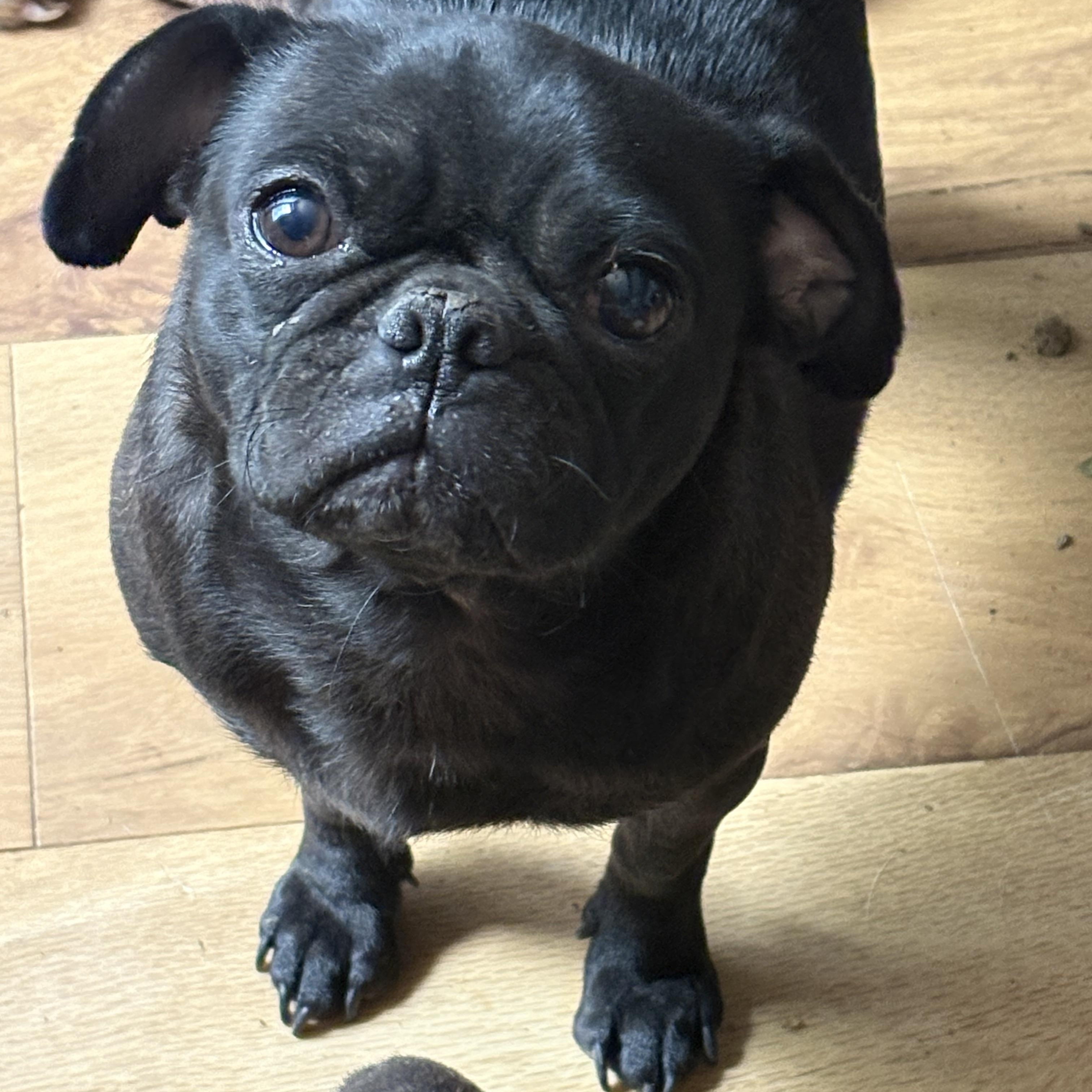 Enlarge Ember, a ADOPTABLE Pug in AMARILLO, TX image 1/1