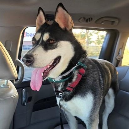 HUMPHREY HUSKY HUNK photo 2