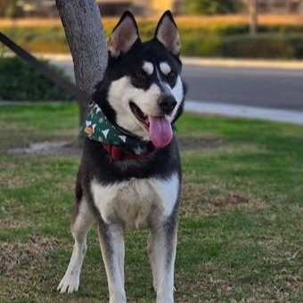 HUMPHREY HUSKY HUNK, a Adoptable Husky in Murrieta, CA image 2/4