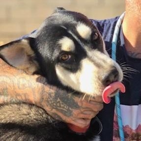 HUMPHREY HUSKY HUNK, a Adoptable Husky in Murrieta, CA image 3/4