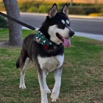 HUMPHREY HUSKY HUNK, Young Male unknown