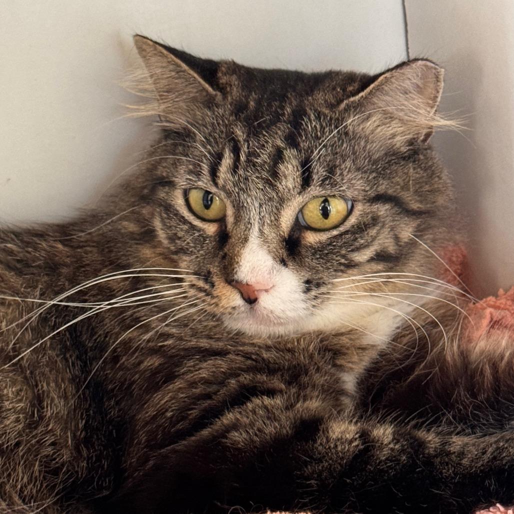 Buttercup, Adoptable, Adult Female Domestic Long Hair & Maine Coon.
