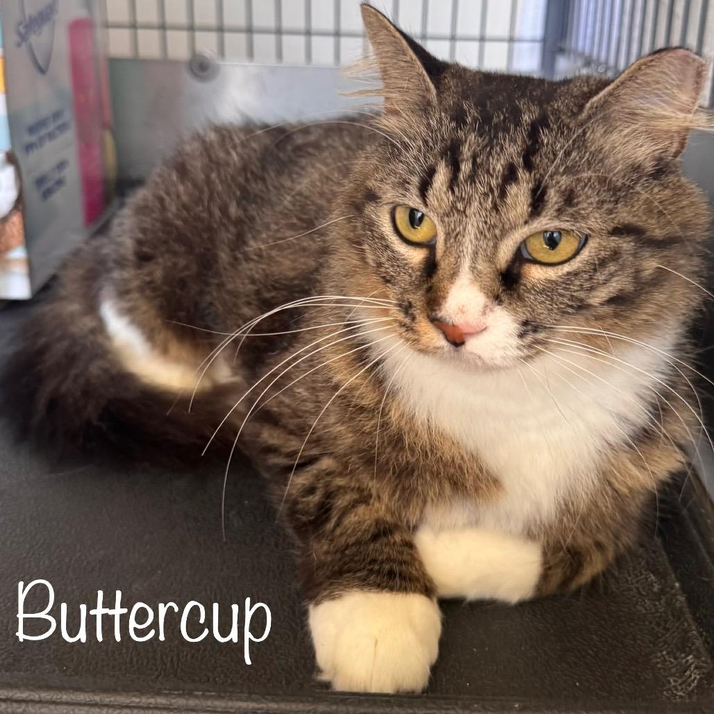 Enlarge Buttercup, a Adoptable mixed breed in TITUSVILLE, FL image 2/3