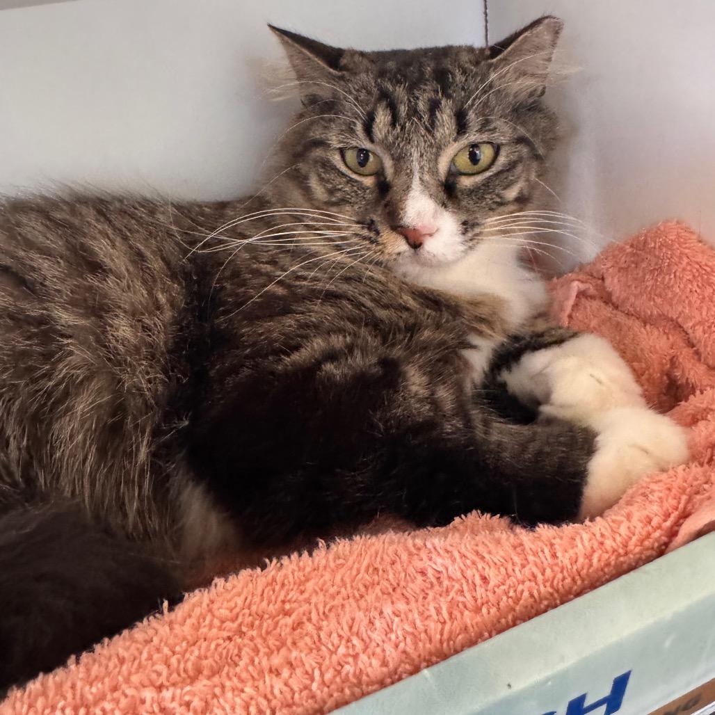 Enlarge Buttercup, a Adoptable mixed breed in TITUSVILLE, FL image 3/3