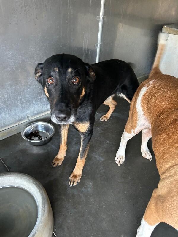 Sophie, Adoptable, Adult Female German Shepherd Dog & Mixed Breed.