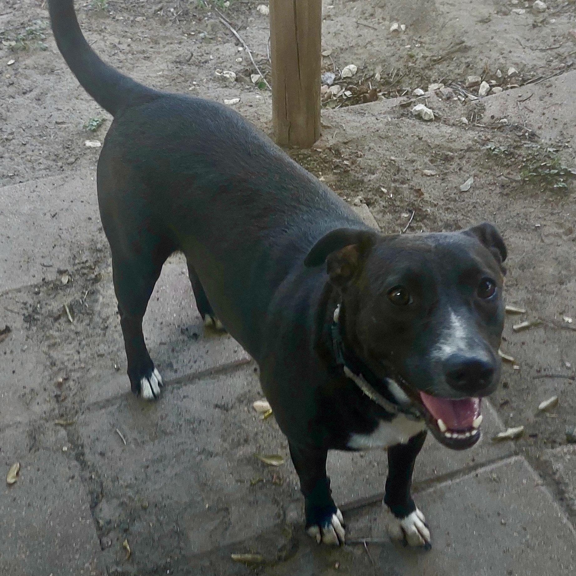 Enlarge EBONY  (Beautiful Girl, Loves Kids, Loves Water, Loving, Sweet, Kind, SEE VIDEO), a Adoptable mixed breed in Richmond, VA image 4/6