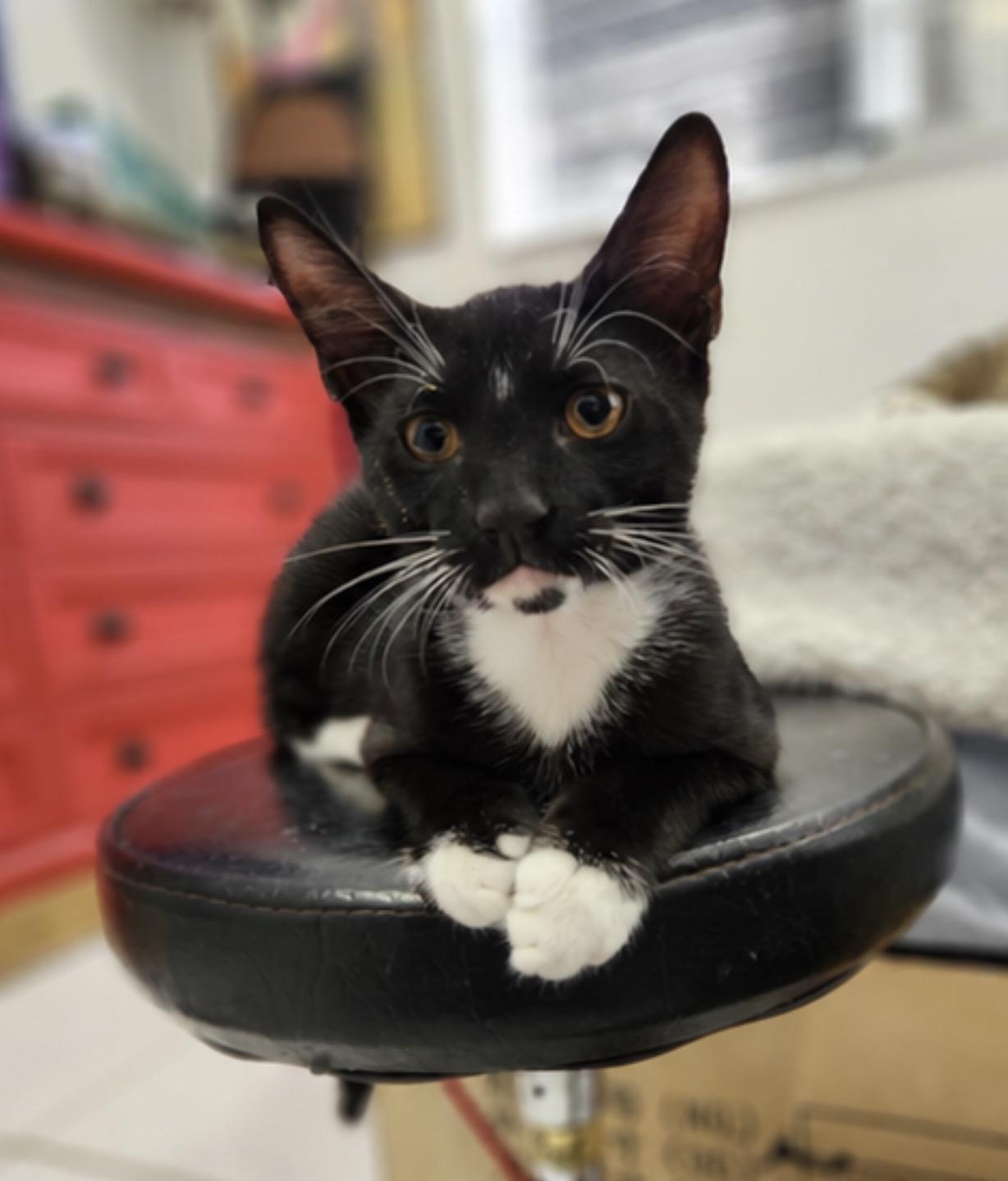 Enlarge Taco and KitKat, a Adoptable Domestic Short Hair in Hopkinton, MA image 3/6