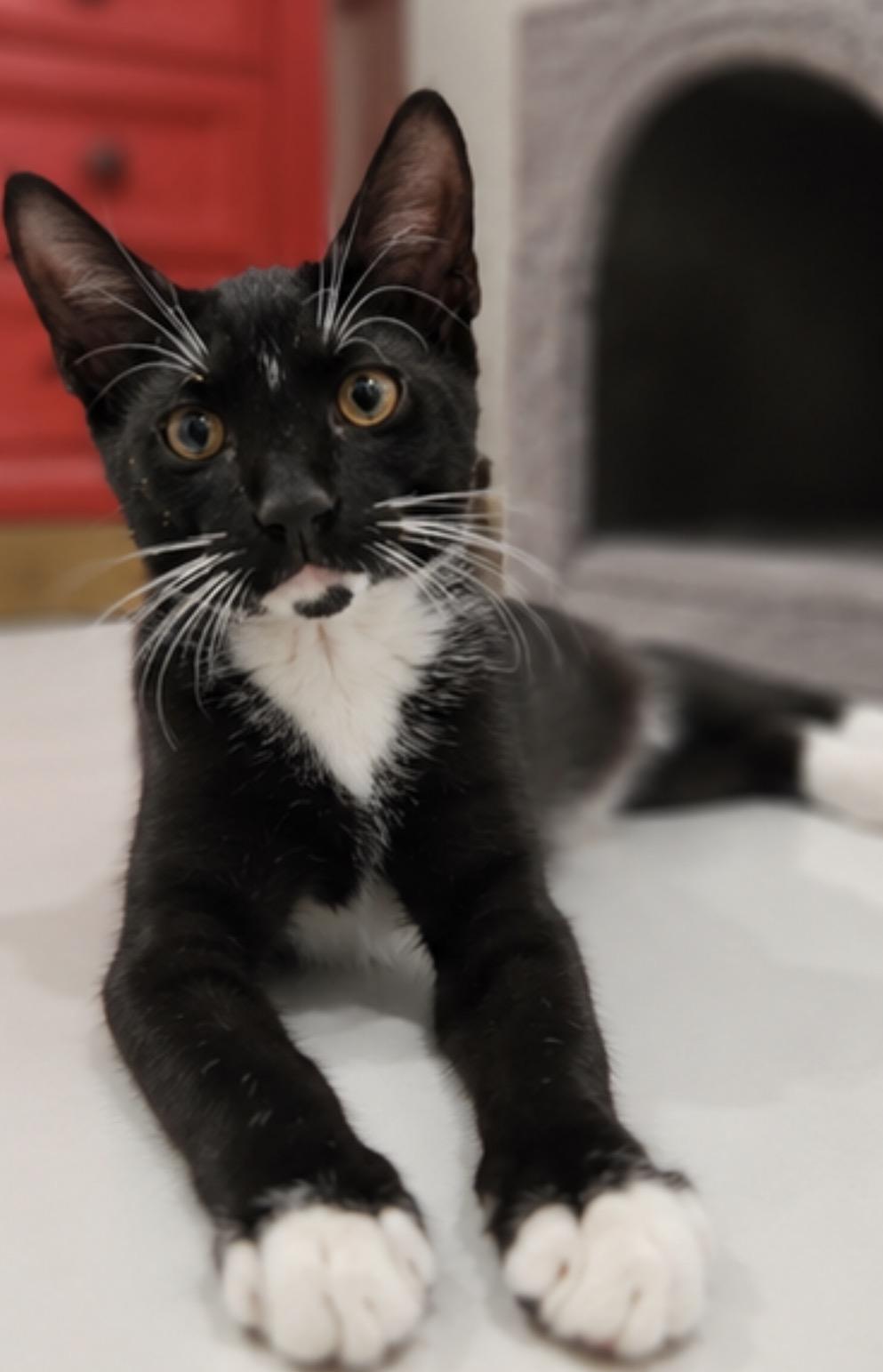 Enlarge Taco and KitKat, a Adoptable Domestic Short Hair in Hopkinton, MA image 4/6