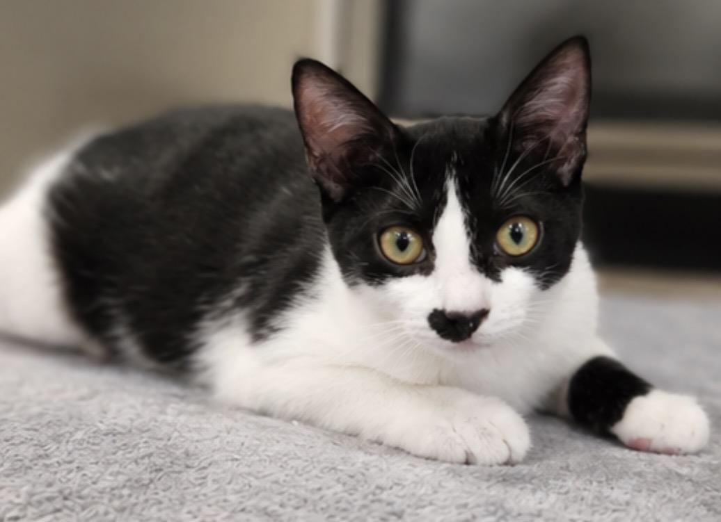 Enlarge Taco and KitKat, a Adoptable Domestic Short Hair in Hopkinton, MA image 6/6