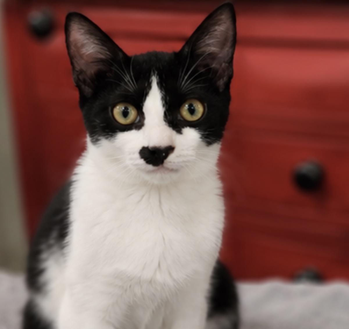 Taco and KitKat, Adoptable, Kitten Male Domestic Short Hair.
