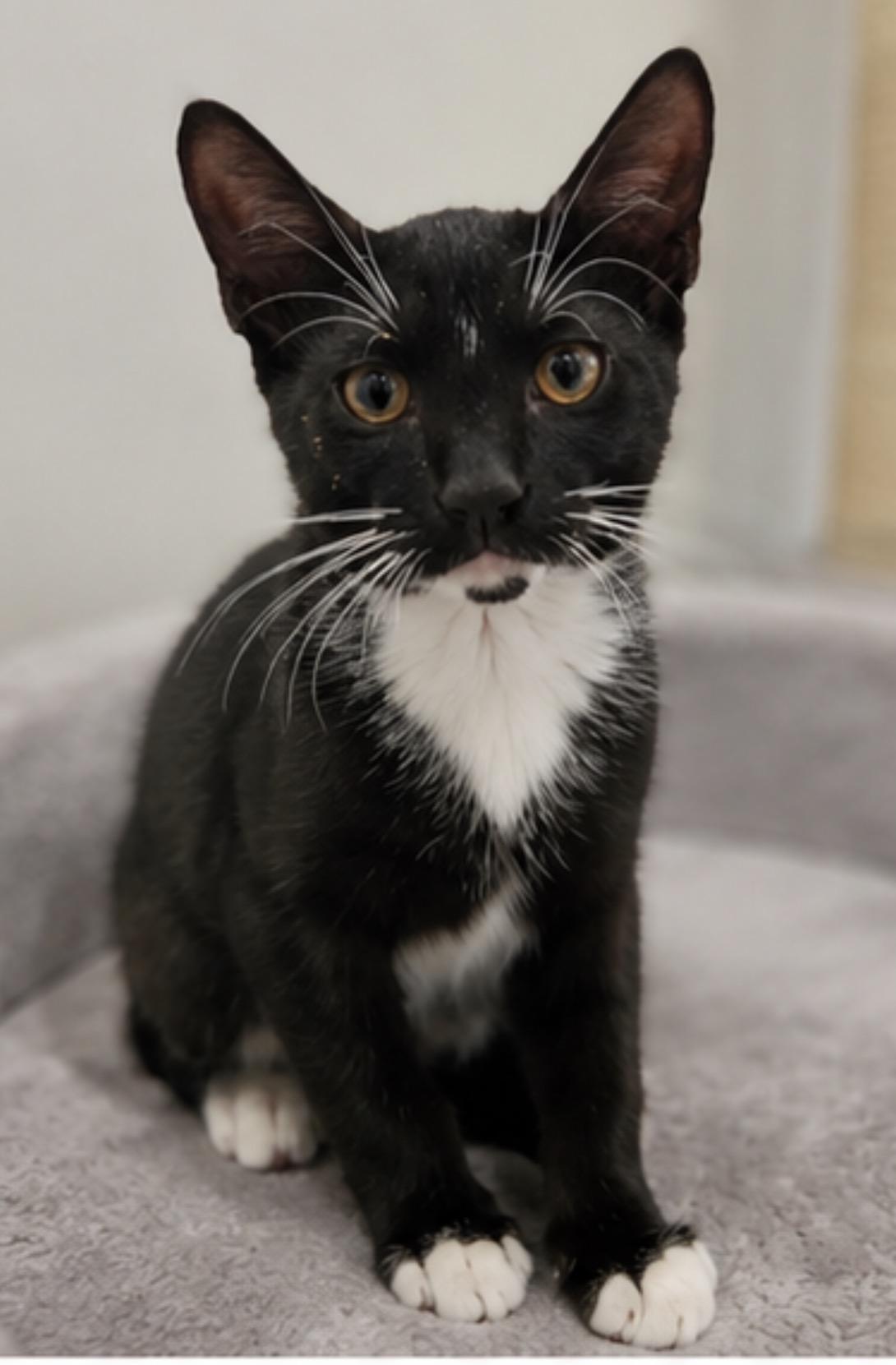 Enlarge Taco and KitKat, a Adoptable Domestic Short Hair in Hopkinton, MA image 5/6