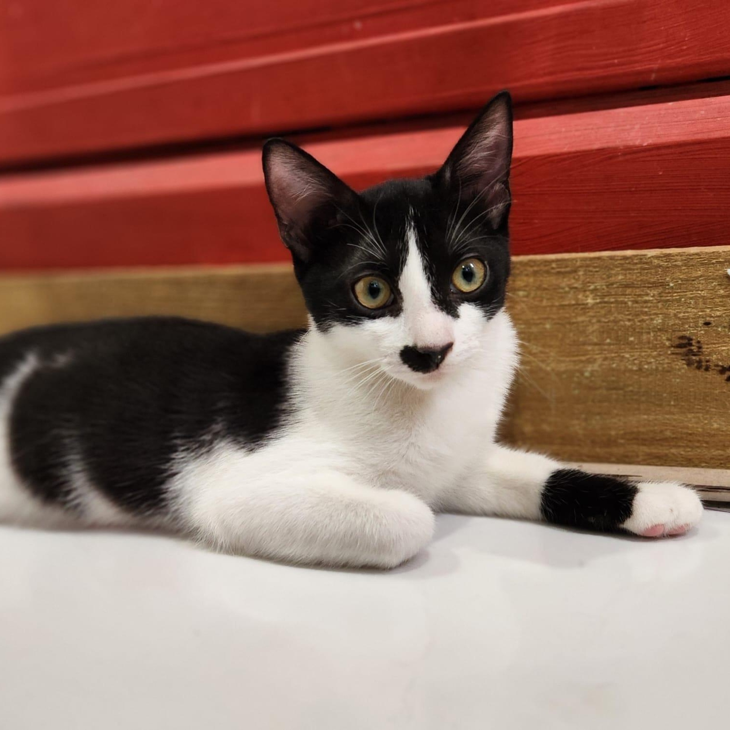 Enlarge Taco and KitKat, a Adoptable Domestic Short Hair in Hopkinton, MA image 2/6