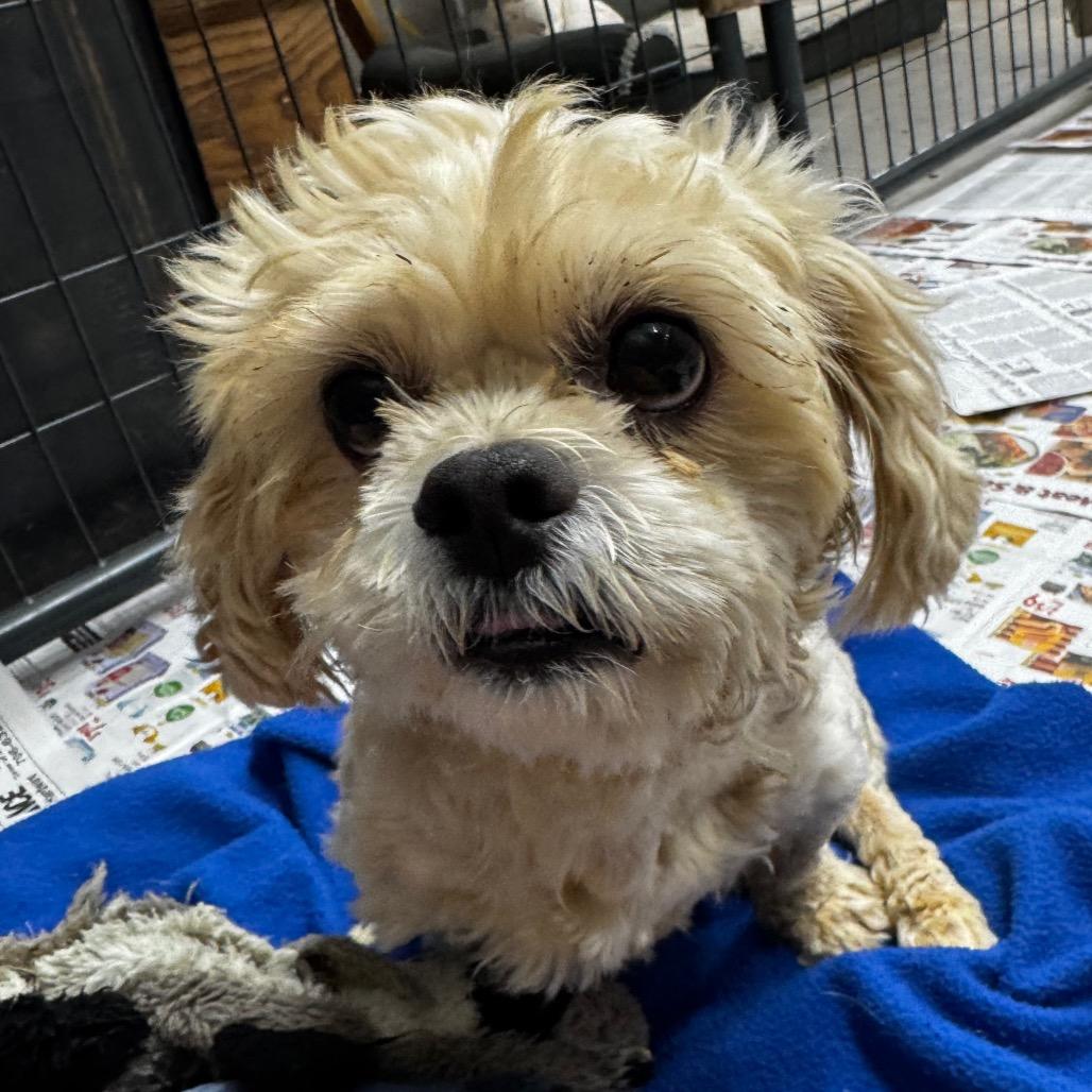 Happy, Adoptable, Adult Male Shih Tzu.