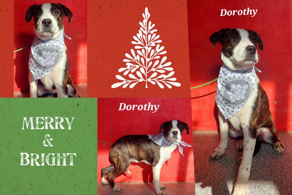 Dorothy, a Adoptable mixed breed in Seminole, OK image 1/11
