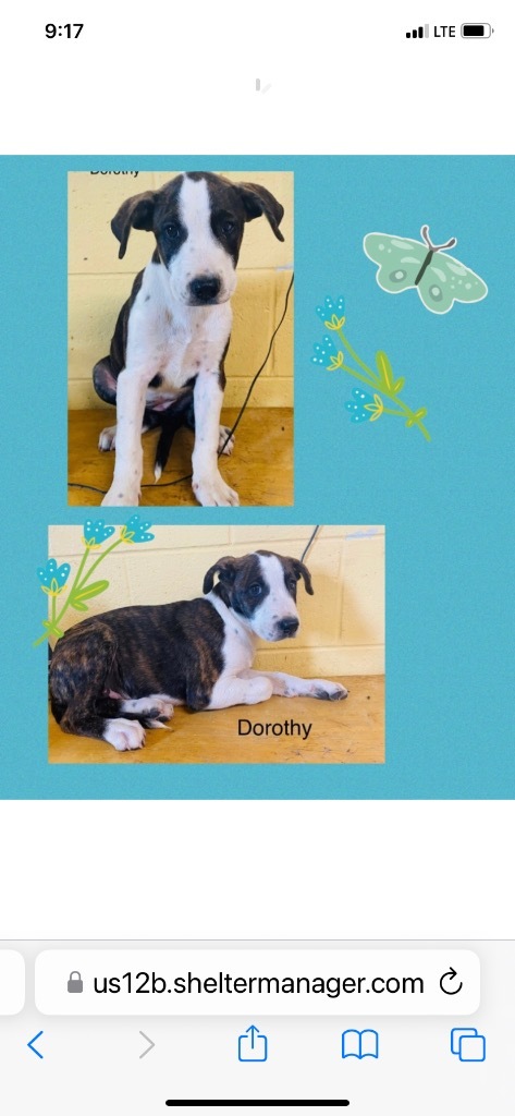 Dorothy, a Adoptable mixed breed in Seminole, OK image 2/11