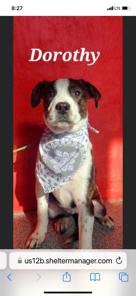 Dorothy, a Adoptable mixed breed in Seminole, OK image 4/11